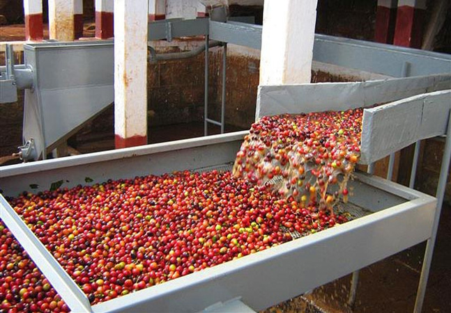 COFFEE PROCESSING